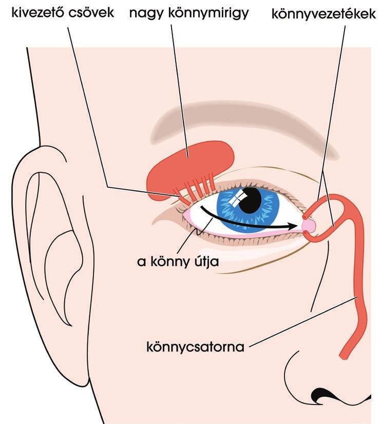 Ha ezek a Meibon mirigyek a szemhéjban nem működnek, akkor javasoljuk az E-Eye nevű IPL Fényterápiás készülékünk használatát, mely az irányító idegszálak stimulálásával fokozza a mirigyek működését.