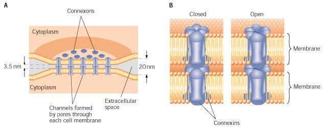 tér 2-4 nm-es tér Hidrofil