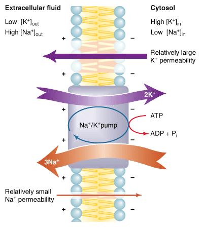 Na + - -pumpa 15.