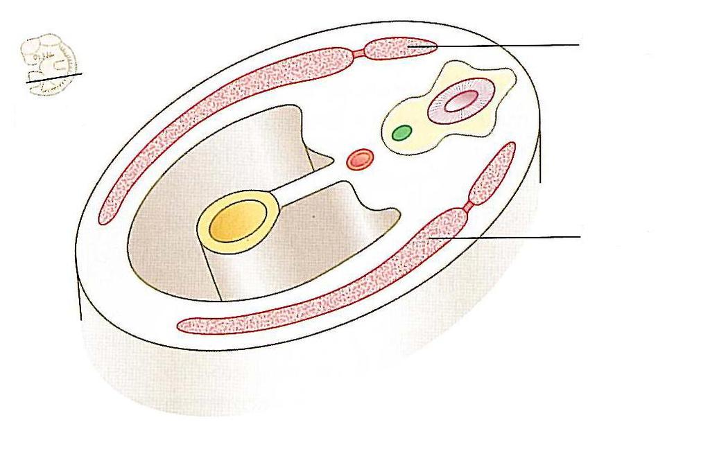 VÁZIZMOK FEJLŐDÉSE Epaxialis (= primaxialis) myoblastok 5 weeks Nervus spinal hypaxialis (= abaxialis) myoblastok Primaxialis és abaxialis