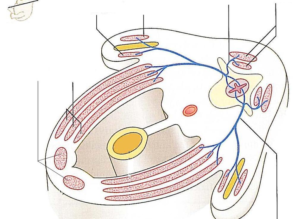 Hypaxialis izmok Törzsfal izmai (mm.