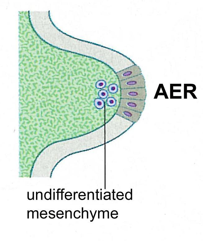 AER Apical Ectodermal Ridge PROXIMO-DISTALIS IRÁNY (AER) felső proximalis