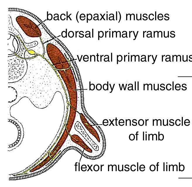 VÉGTAGIZMOK FEJLŐDÉSE Mély hátizmok (epaxialis izomzat) primer dorsalis idegág
