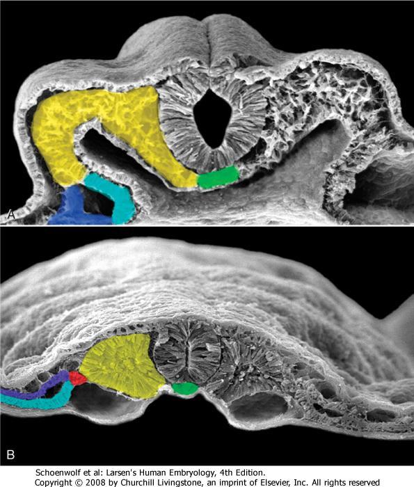 MESODERMA FELOSZTÁSA AXIALIS