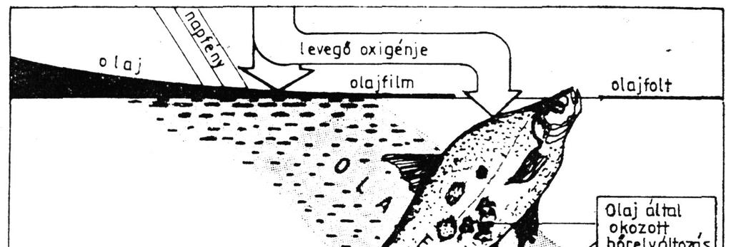 része a lebegõ anyagokon adszerbálódik, majd a vizes fázissal emulziót képez. A keletkezõ emulziók - a víz az olajban és az olaj a vízben tulajdonságaikban lényegesen eltérnek egymástól.