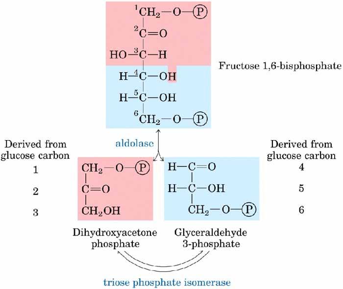 fruktóz-1,6-biszfoszfát aldoláz dihidroxi-aceton-