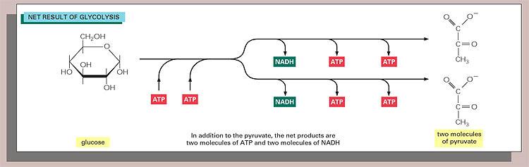 Glikolízis: a nettó reakció glukóz 2 piruvát C 6 H 12 O 6
