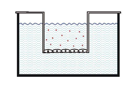 Pontosan megadott tenyésztőfelszín műanyag, üveg, bevont filterek Standard kísérleti körülmények a mérések során: megadott sejtszám
