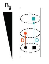 II)