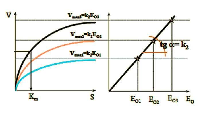 Enzim koncentráció hatása Lineáris kapcsolat nx több enzim nx nagyobb v max Ha nagy szubsztrátkoncentrációnál mérjük a reakciósebességet, akkor