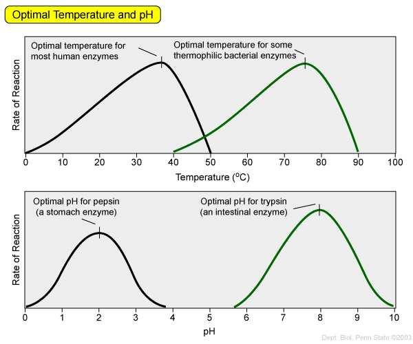 A ph hatása az enzimaktivitásra Az aktív centrumban a felületi töltésmintázat komplementer a szubsztrátéval.