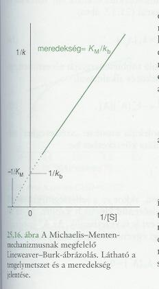 A teljes sebességi egyenlet linearizálható a övetező alaba: [ P] [ E] 0[ S] K [ S] M + v K M +. [ E] 0 [ S] [ E] 0 /v-t ábrázolva /[S] függvényében a mereeség K M /v max, a tengelymetszet /v max lesz.
