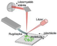 49 Levegőben és folyadékban (fiziológiás közeg) is működőképes Szinte mindenféle felületen alkalmazhatók. nm-mm nagyságú objektumok szkennelhetők.