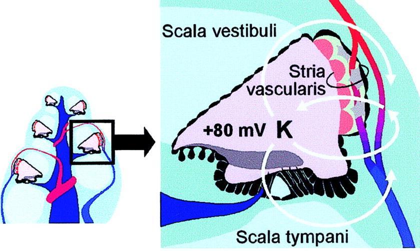 Az endolympha speciális tulajdonságai elengedhetetlenek az érzékelés szempontjából RMP = 0 mv [K+] = 3 mm endolympha: nagyon magas (150mM) K + és alacsony (1mM) Na +