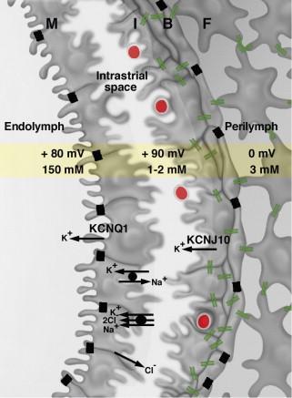marginális sejtek (M ), további erősítés zonula occludensekkel kommunikáció- gap junction-ok (GJ) a basalis sejtek és a ligamentum spirale fibroblastok (F) közt