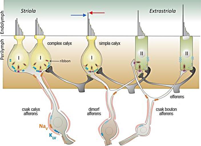 Ingerülettovábbítás, szőrsejtek típusai Szőrsejt: secunder érzéksejt, basalis sejtmag, alatta synaptikus vezikulák (glutamát), somatodendritikus