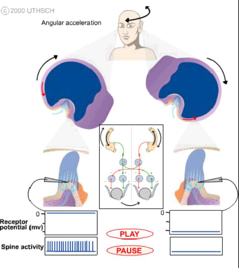 Az ampullák összehangolt működése Vestibulo-ocularis reflex (VOR)-reflexes szemmozgás, kép fixálása a mozgó fej ellenére