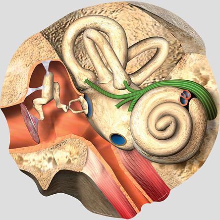 α vestibulum fenestra cochleae cochlea nervus vestibularis nervus