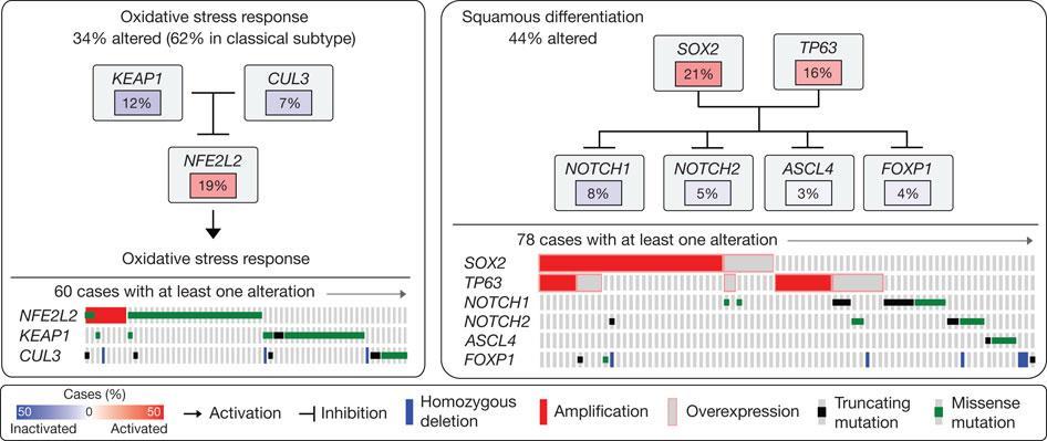 Somatically altered pathways in squamous cell lung cancer.