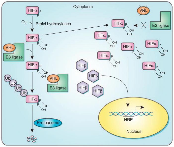 Kidney Int.