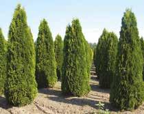 In our tree-nursery can be found: cone- and globe shape cut evergreens, graft of