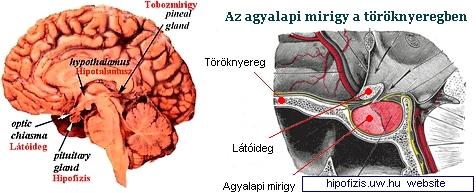 Hypotalamo