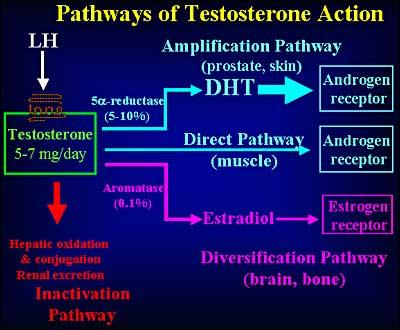 Testis endokrin funkciói: Here fő hormonja a tesztoszteron Termelés: