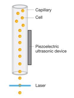 Fényszórás detektálása A lézer előtt elhaladó sejtekről a fény kis és nagy szögben szóródik, melyet megfelelően elhelyezett detektorok érzékelnek: - kis szögben v.