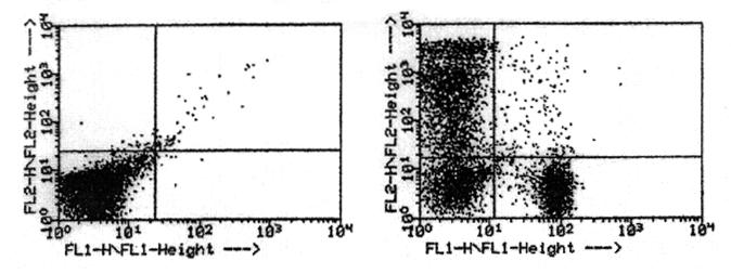 Univerzális, képes különböző FC-en mért adatfile-ok beolvasására (FloJo, Kaluza, Infinicyt) b. fluoreszcencia intenzitás hisztogram analízis alapján 7. Eredményközlés: B.