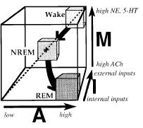 A REM alvás neurofiziológiája a 2000-es években Hobson, Pace-Schott és Stickgold