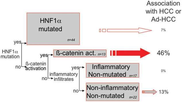 Classification of HCA(X) (HNF1α and β-catenin mutations, histology/inflammation) Archeotypic (classic) Monoclonal, no mutation Minimal atypia, no ductular formations, No inflammation Variant 1