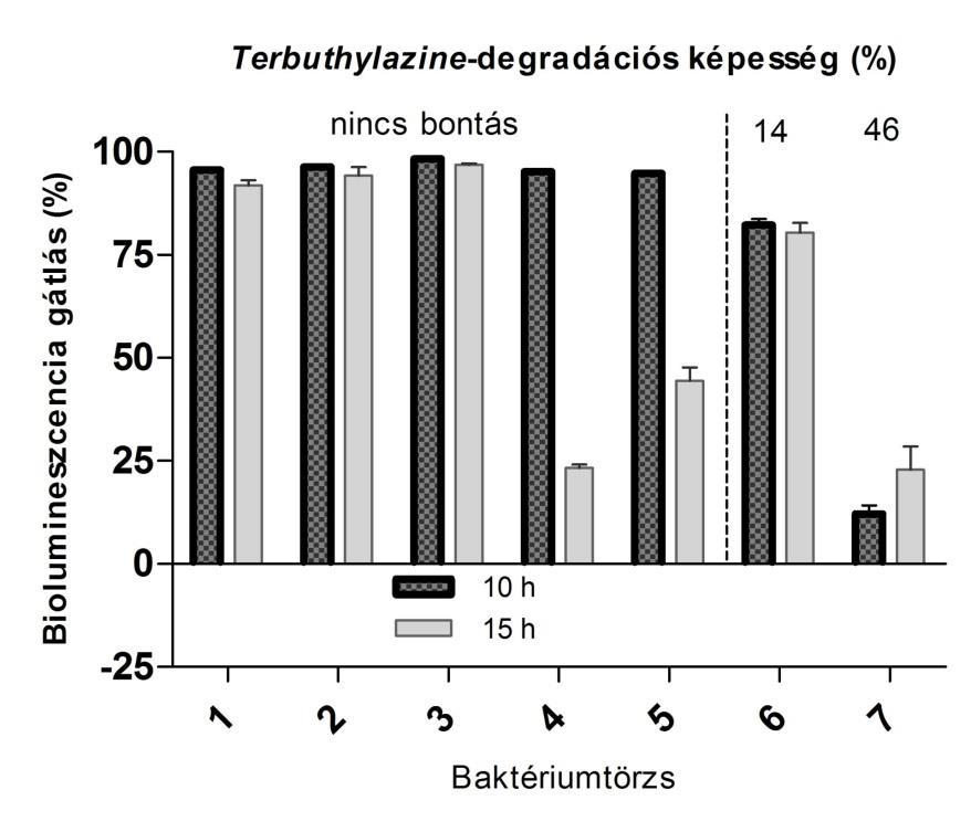 6. ábra 7 napos szubmerz tenyészetben végzett terbuthylazine biodegradációból származó bontási maradékanyagok citotoxicitása krónius Aliivibrio fischeri teszttel 10 és 15 órás kontaktidőnél, valamint