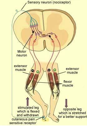 Flexorreflex Végtagok bőrének erőteljes mechanikai ingerlése (fájdalom) az ingerelt végtag behajlítását eredményezi: flexorizmok