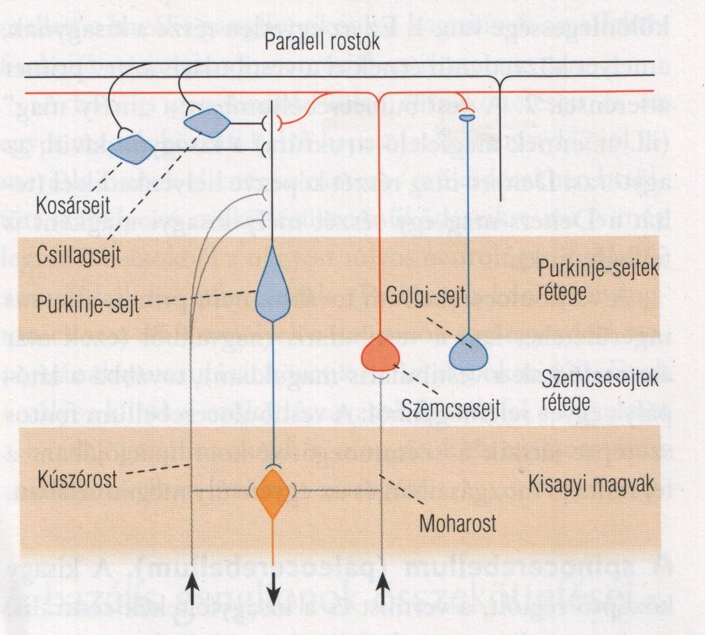 Kisagykéreg neuronális összeköttetései: Purkinje sejt bemenetei: moharost: agytörzsből és