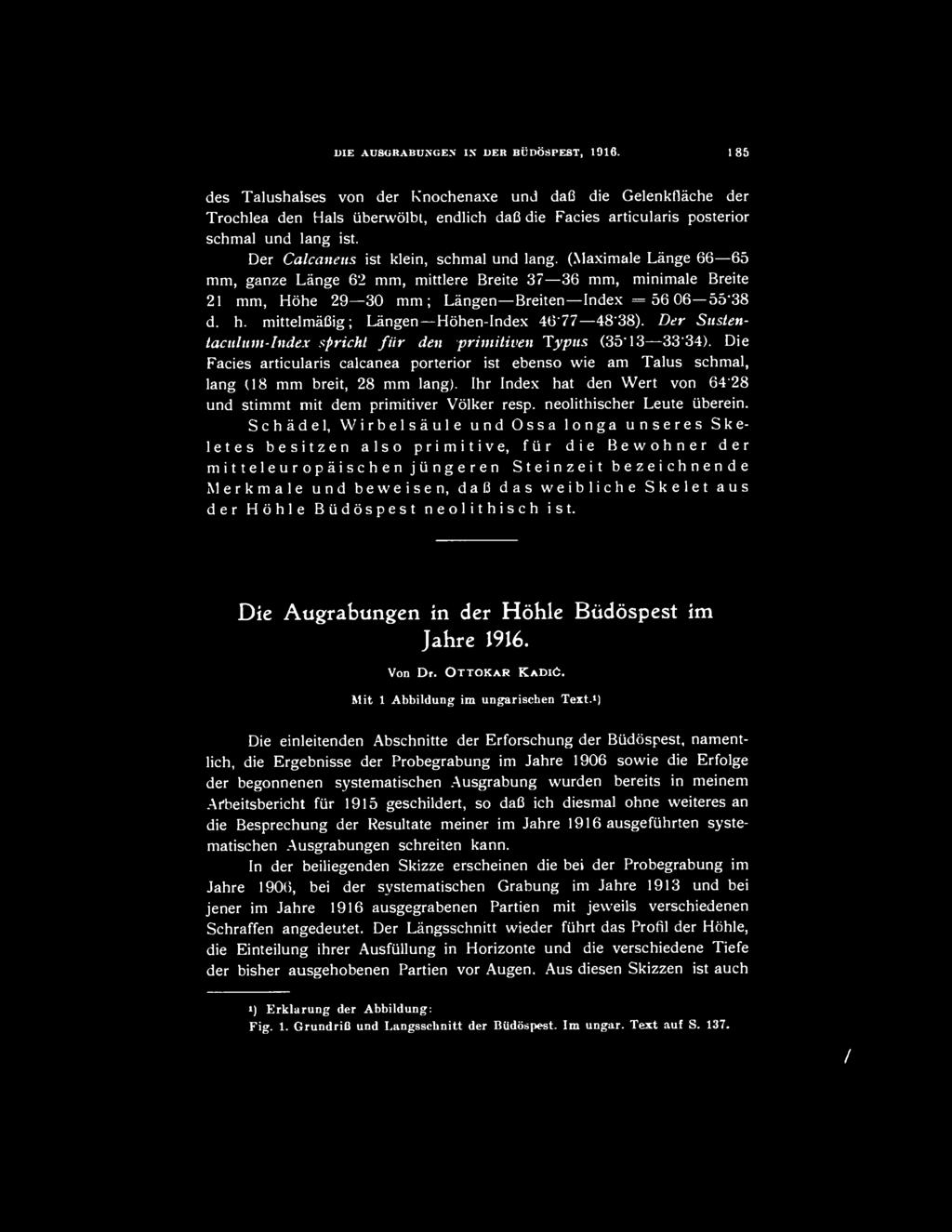 Der Calcaneus ist klein, schmal und lang. (Maximale Lángé 66 65 mm, ganze Lángé 62 mm, mittlere Breite 37 36 mm, minimale Breite 21 mm, Höhe 29 30 mm; Lángén Breiten Index = 5606 55*38 d. h.