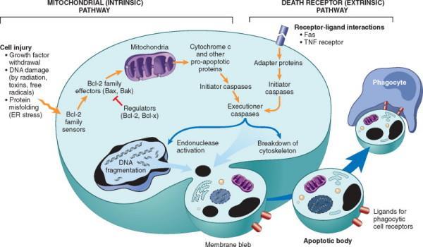 Apoptosis mechanizmusa Az apoptosis alapvető mechanizmusa, a résztvevő, a folyamatot irányító gének és proteinek, illetve az apoptosis eseményeinek menete meglehetősen konzervatív, hasonló módon