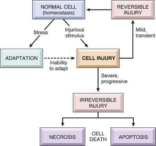 A sejtkárosodás mértéke függ -a kiváltó noxa természetétől -tartósságától -a stimulus