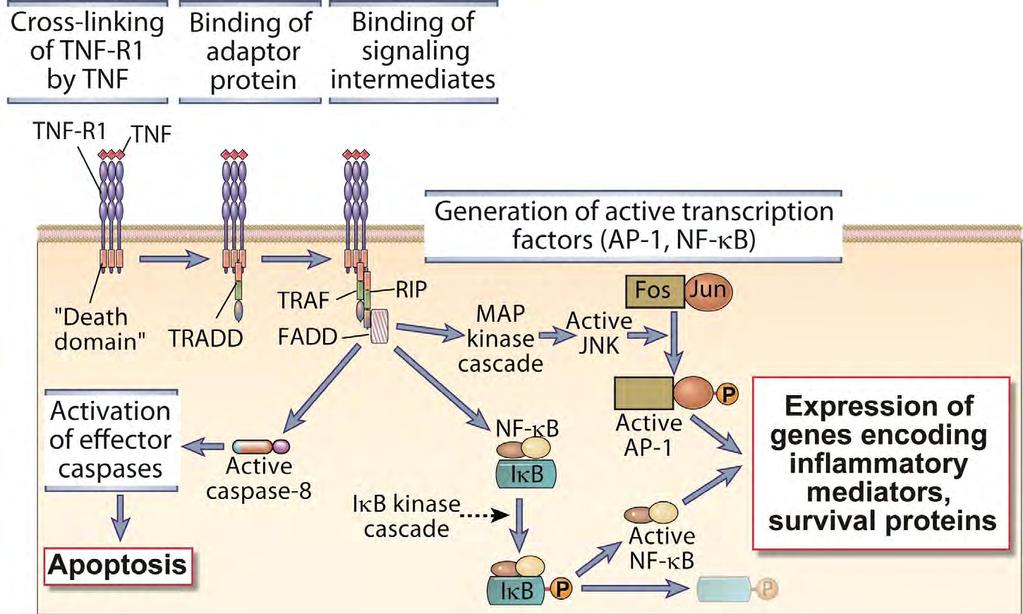 TNF Receptor Signaling Fig. 7-24 Abbas, Lichtman, and Pillai.