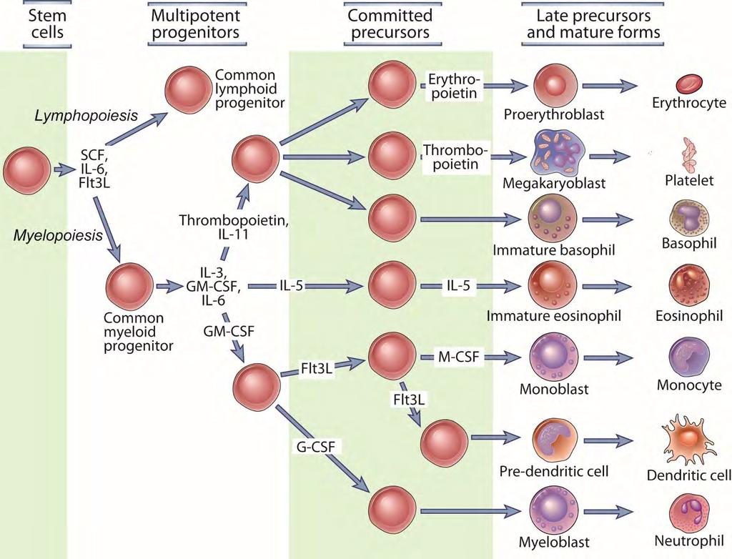 Cellular and Molecular Immunology, 7 th