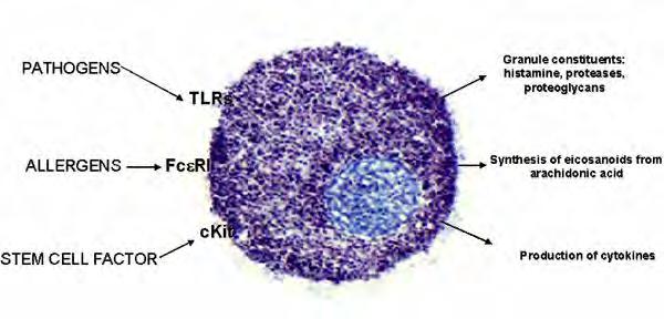 Hízósejt aktiváció mechanizmusai és a citokinek TLR4 LPS IL-1β, TNF-α, IL-6 and IL-13, without mast cell degranulation TLR2 peptidoglycan mast cell degranulation and production of IL-4 and IL-5,