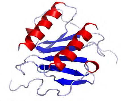 Chemokinek szerkezeti felépítése 4 konzervált cisztein