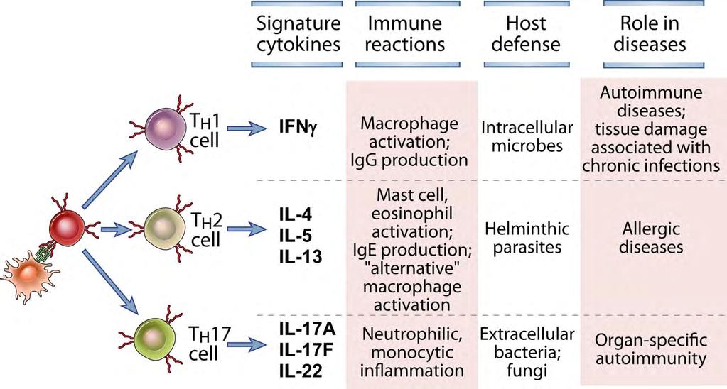 Cellular and Molecular Immunology, 7 th edition.