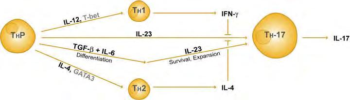 Th17 sejt kialakulás The Th17 derived IL-17 induces inflammation.