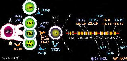 Citokinek szabályozzák az izotípus váltást Cytokines released from