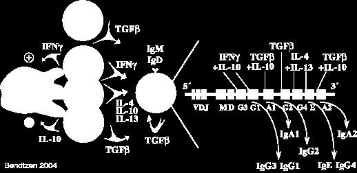 govern what isotype of antibody (Ig) the B-cell produces by