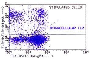 Intracelluláris citokin mérés IL2-PE CD4-FITC 1.