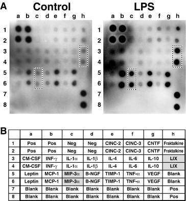 Multiplex citokin protein