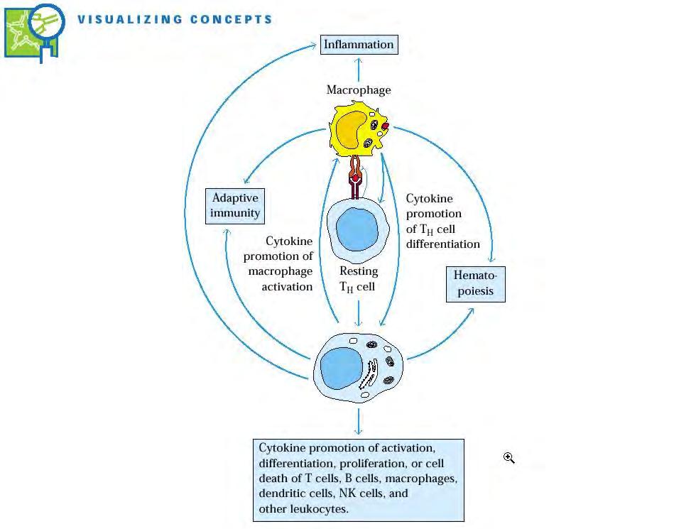 Citokin termelő sejtcsoportok aktivált makrofág,