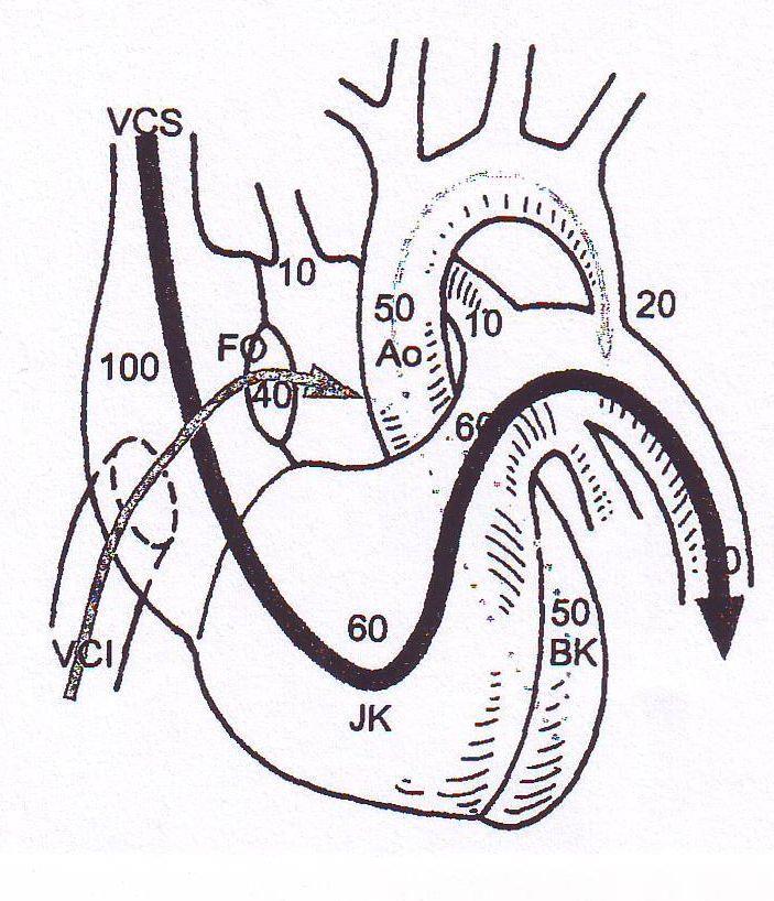 A magzati keringés perctérfogatának százalékos megoszlása az aorticus és ductalis artériás rendszer között.