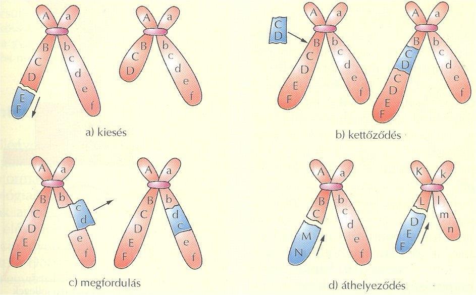 Kérdések, feladatok: 11. Mit értünk mutáción? 12. Mi a különbség a rekombináció és a mutáció között? 13. Mi okozhat mutációt? 14. Melyek a mutáció típusai? 15.